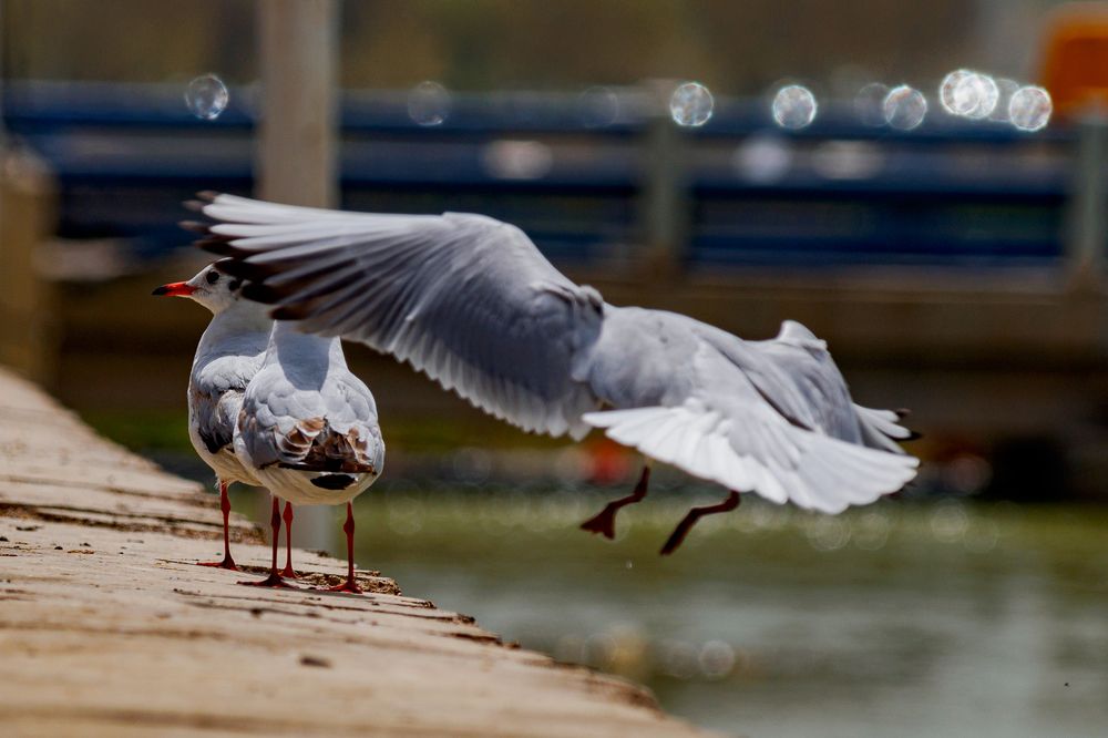 Photograph by Vahid Khosroshahi