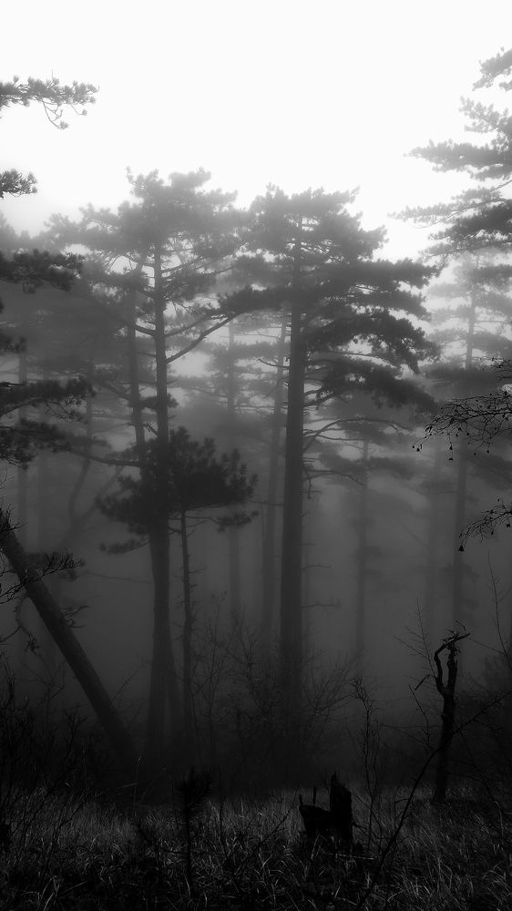 Photograph by Елена Душко