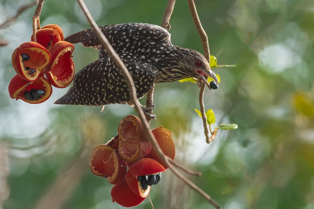 Photograph by Shahul valasy