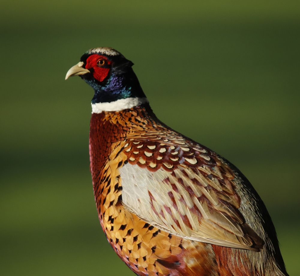 Photograph by Johan Koch