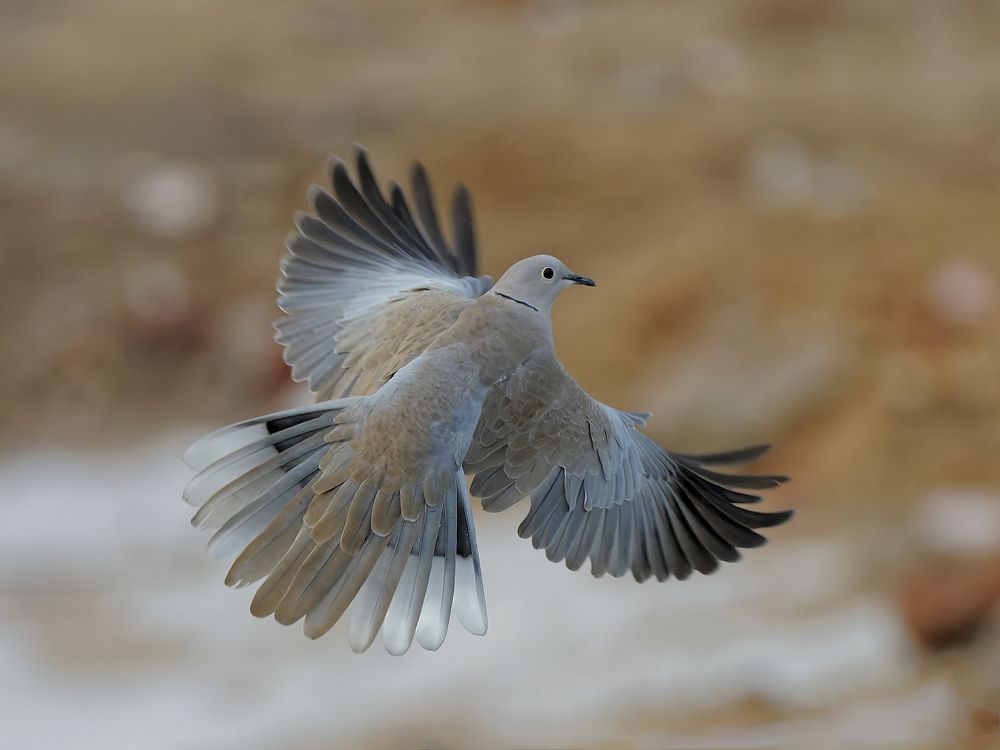 Eurasian Collared Dove