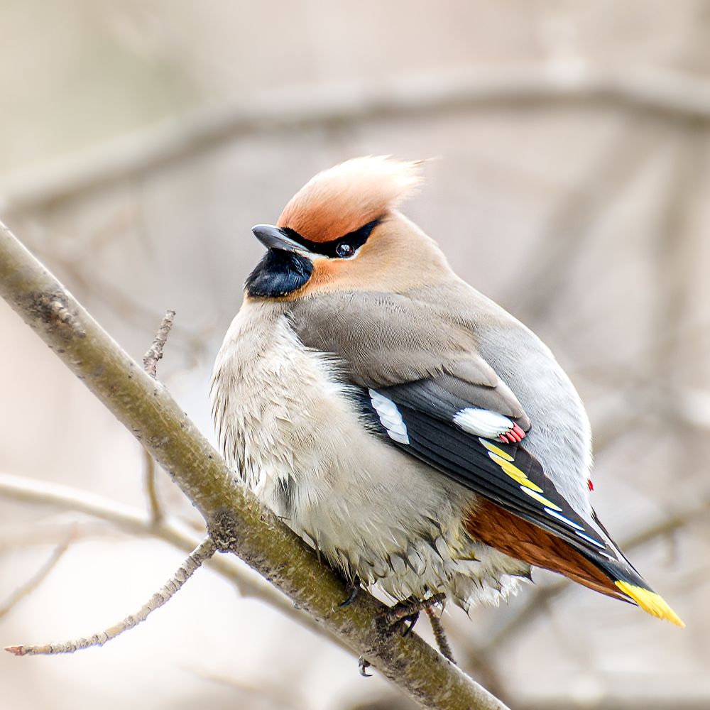 Фотография автора Владимир Зубков