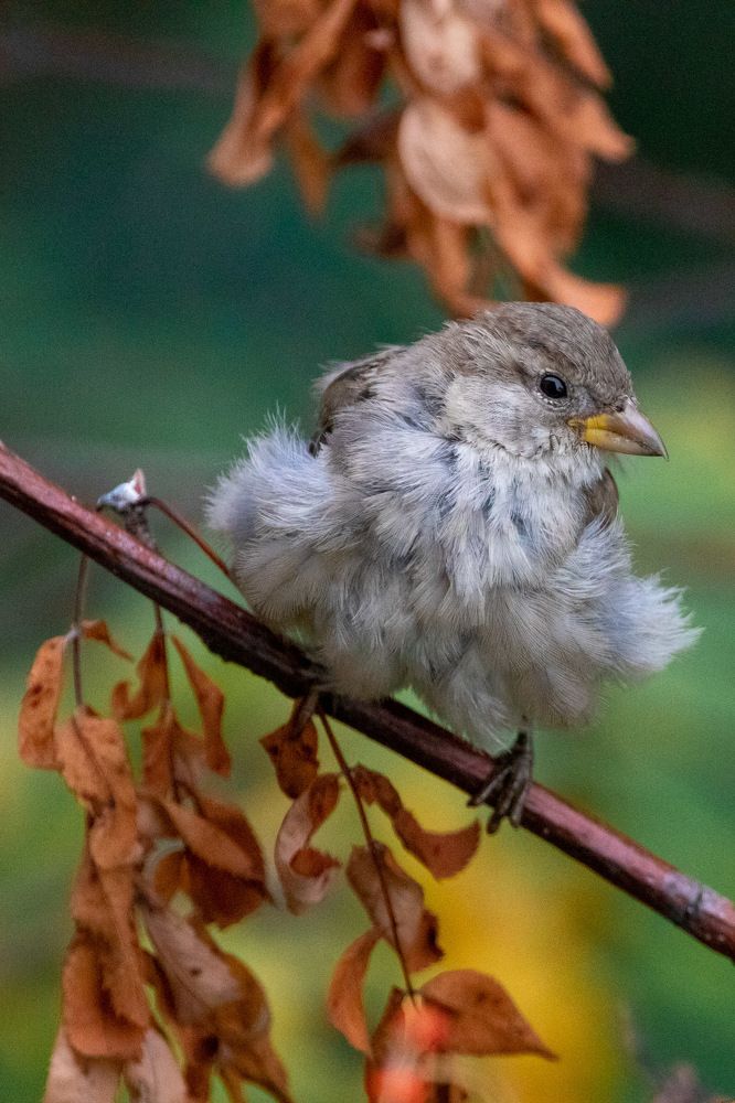 Мерлин Монро))