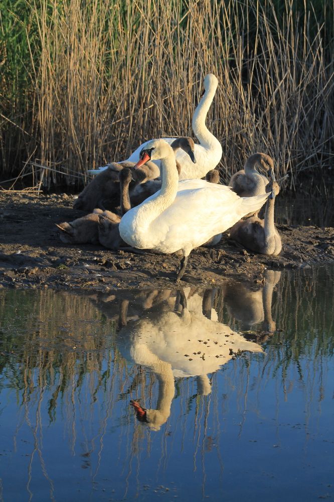 Photograph by Марина Кравцова