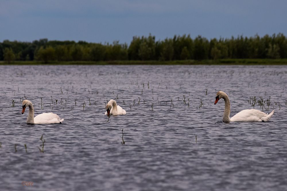 Photograph by Оксана Лупекина