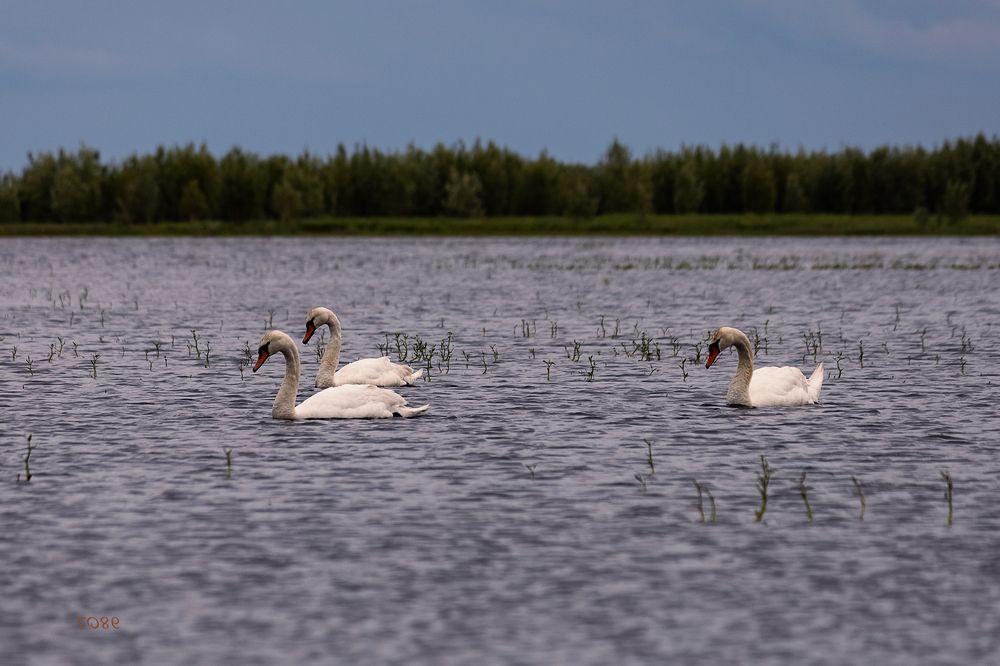 Photograph by Оксана Лупекина