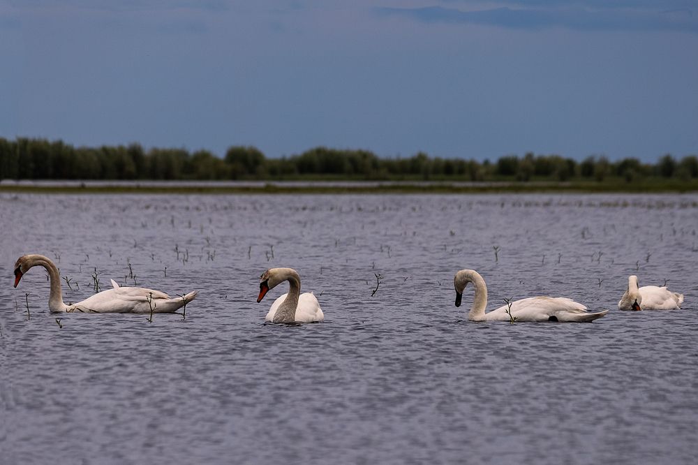 Photograph by Оксана Лупекина