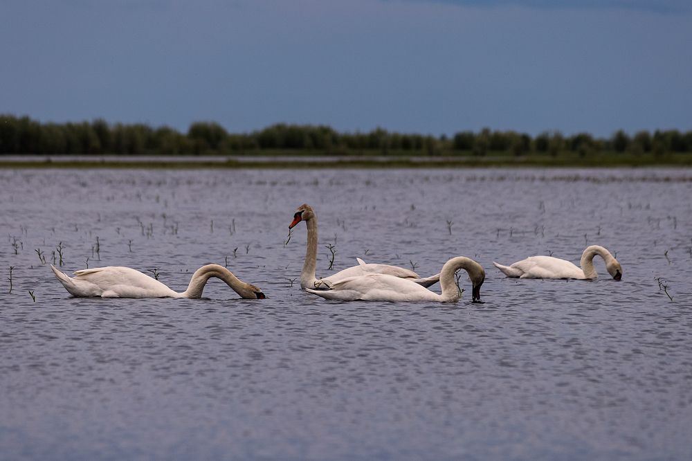 Photograph by Оксана Лупекина