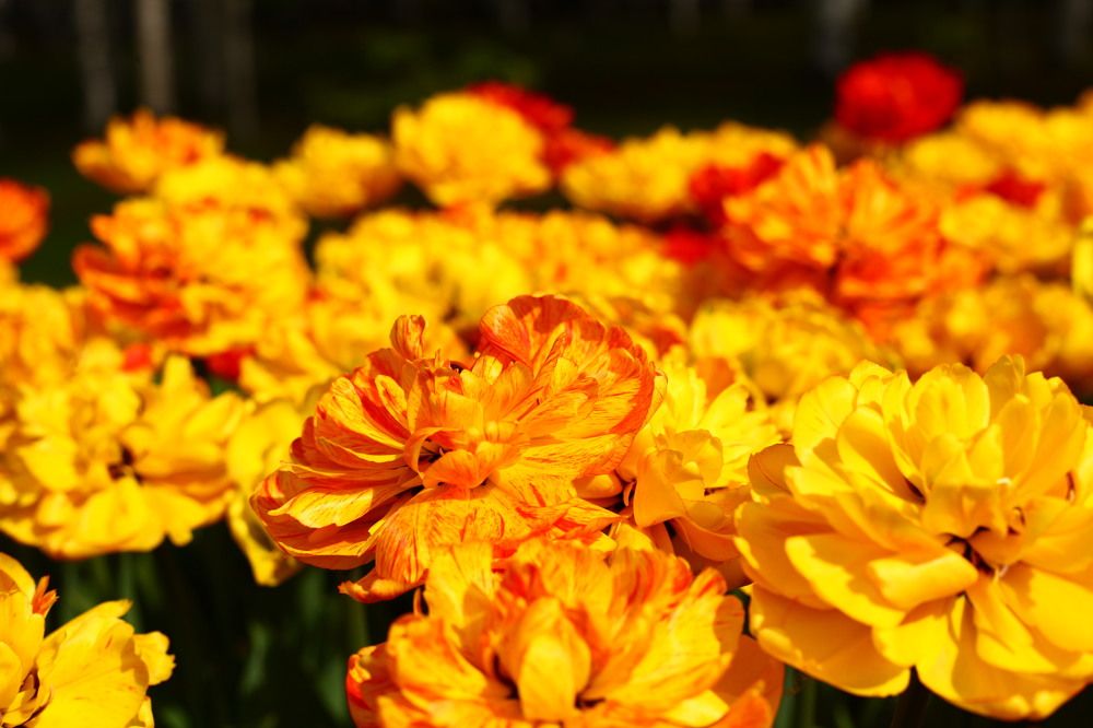 Photograph by Бальзирова Наталья