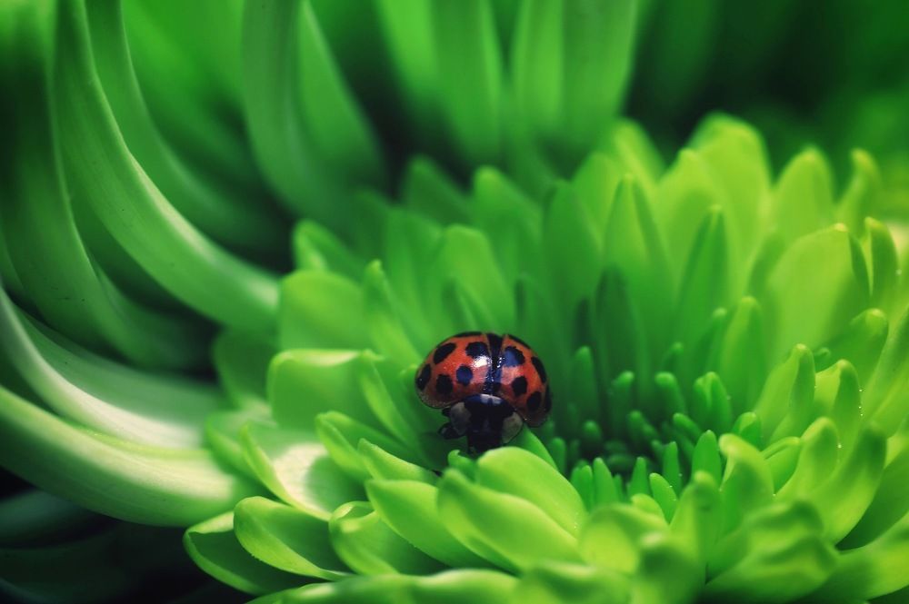 Ladybug