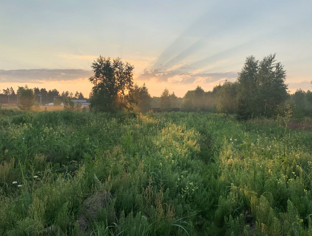 июньское утро