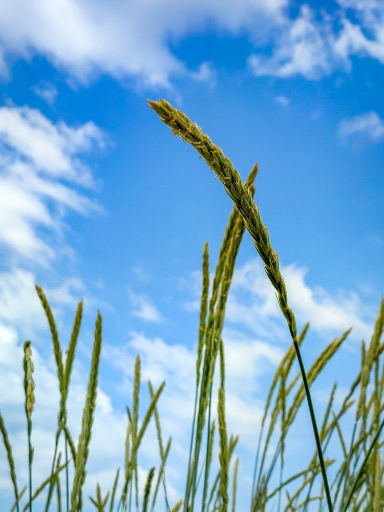 Photograph by Dmitri K