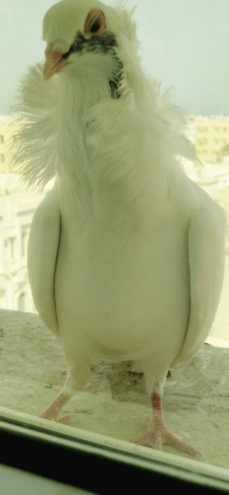 Photo #7771850