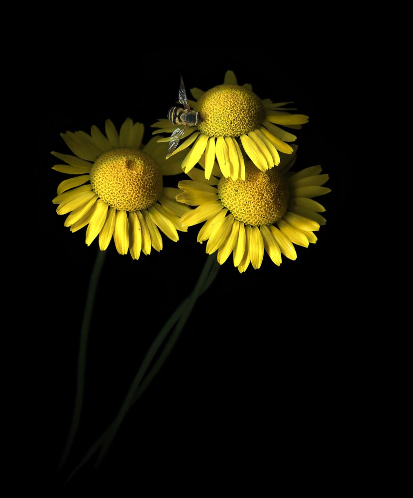 Photograph by Ершов Сергей