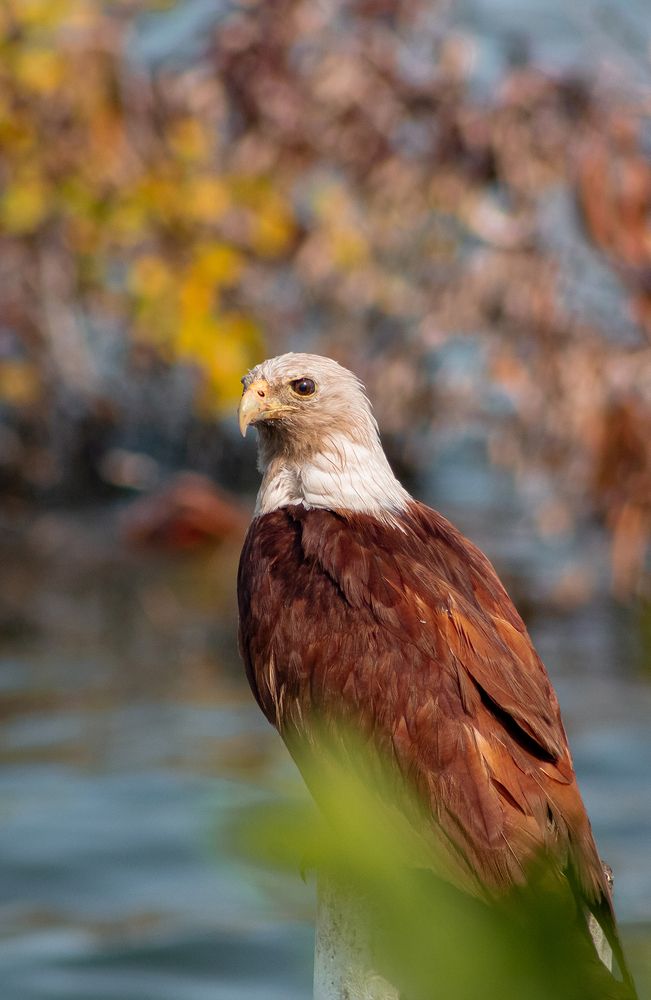 Фотография автора Atham Lebbe Zulfa