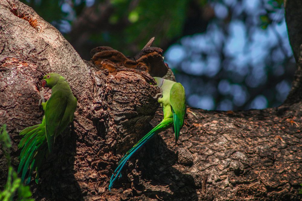 Фотография автора Atham Lebbe Zulfa
