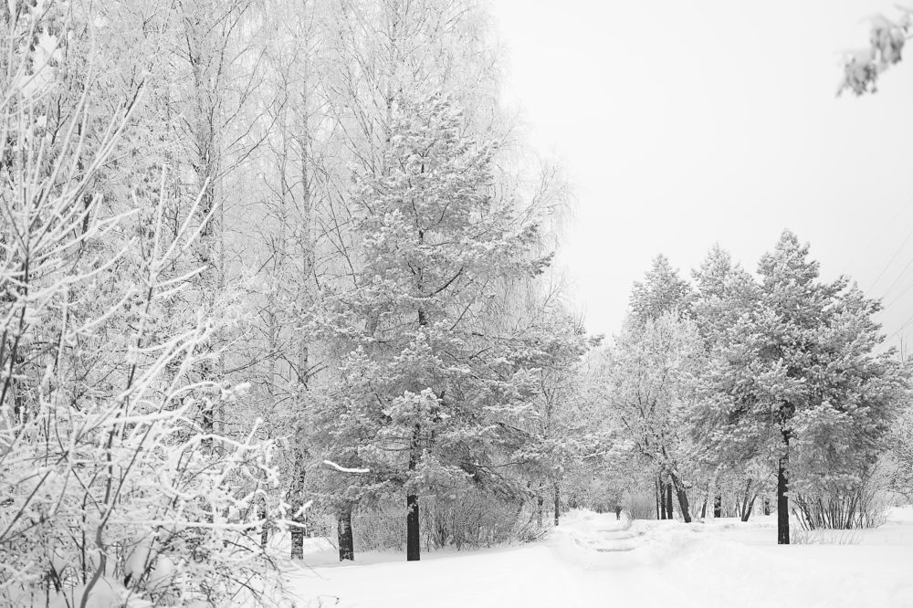 Чёрно-белое