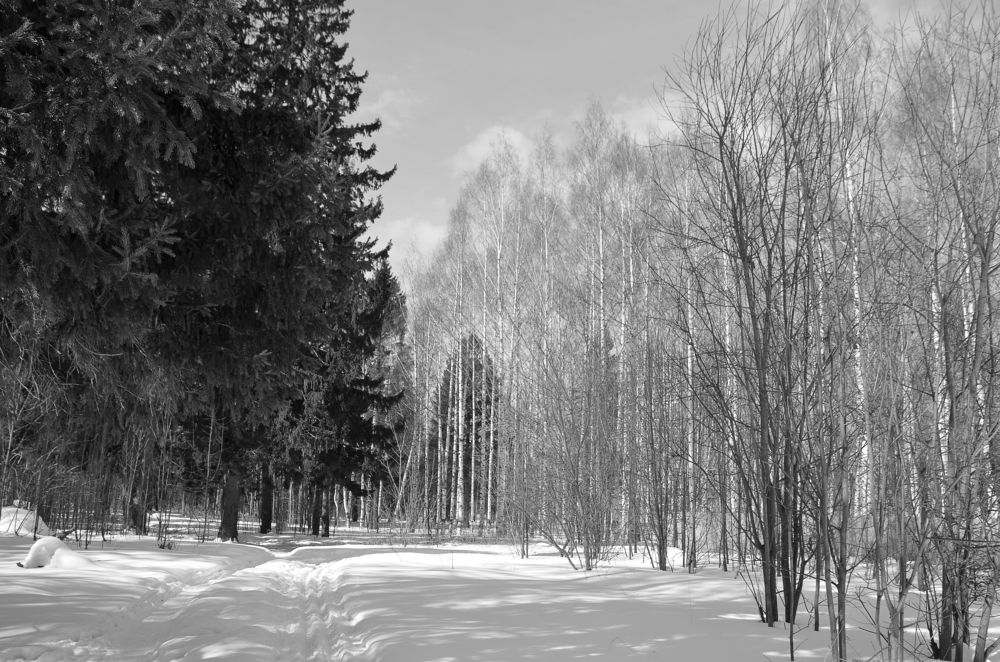 Лес в лучах