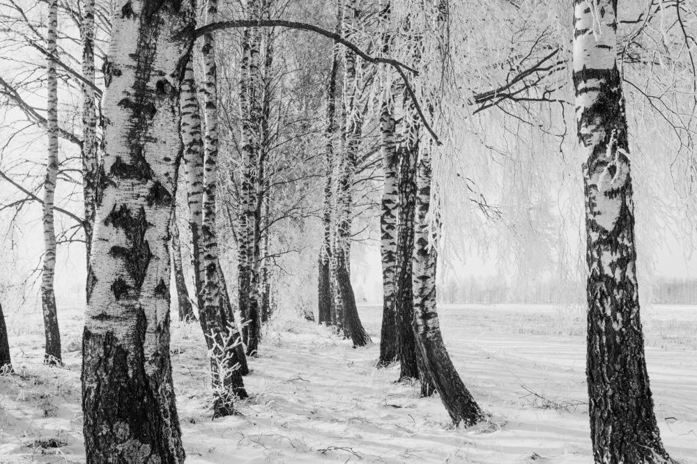 Photograph by Алексей Кайдаш