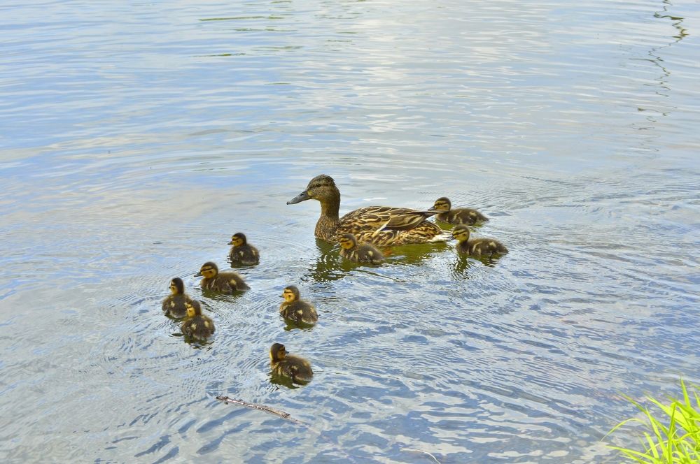 Фотография автора Клавдия Васильева