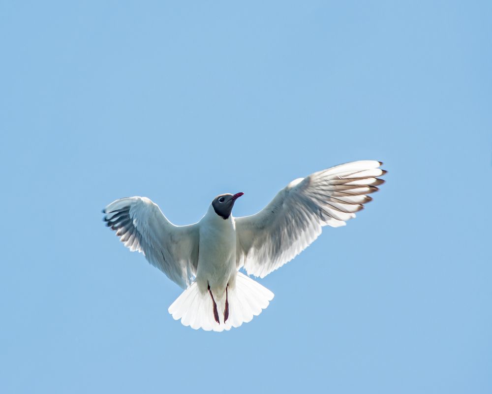 Танец в небе.