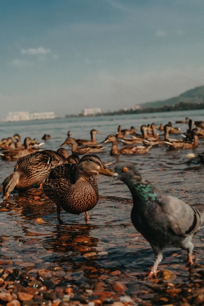 Photograph by Николай Филиппов