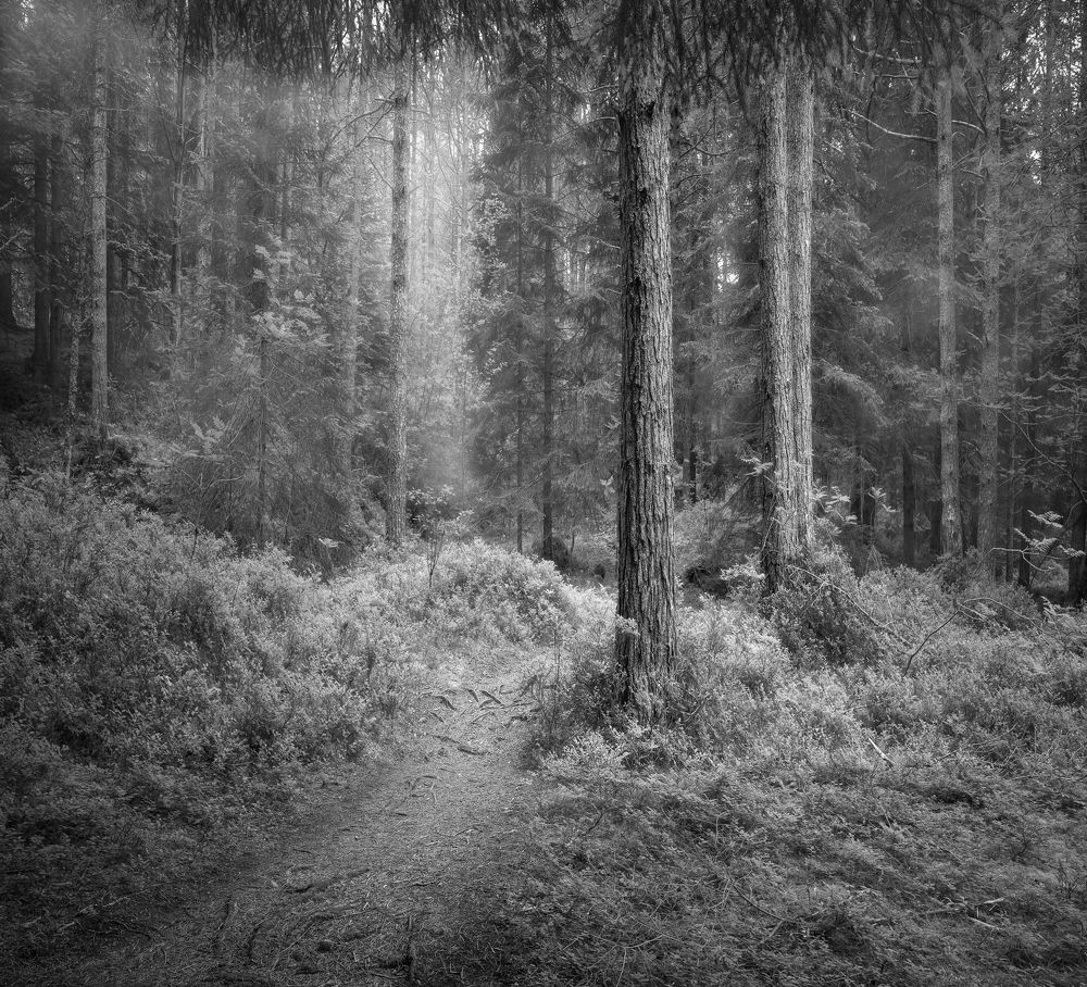 Photograph by Johnny Bakken