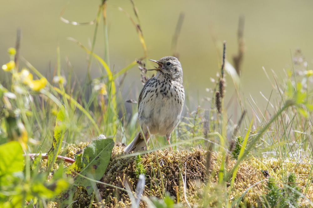 Photograph by Thor Sigurgeirsson
