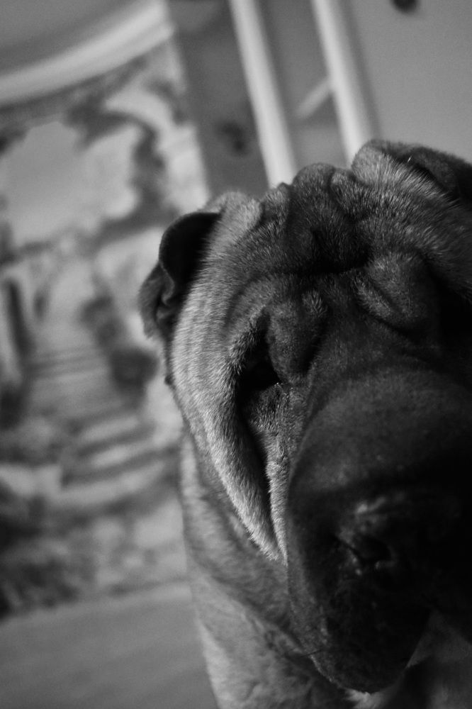 Мудрый Друг