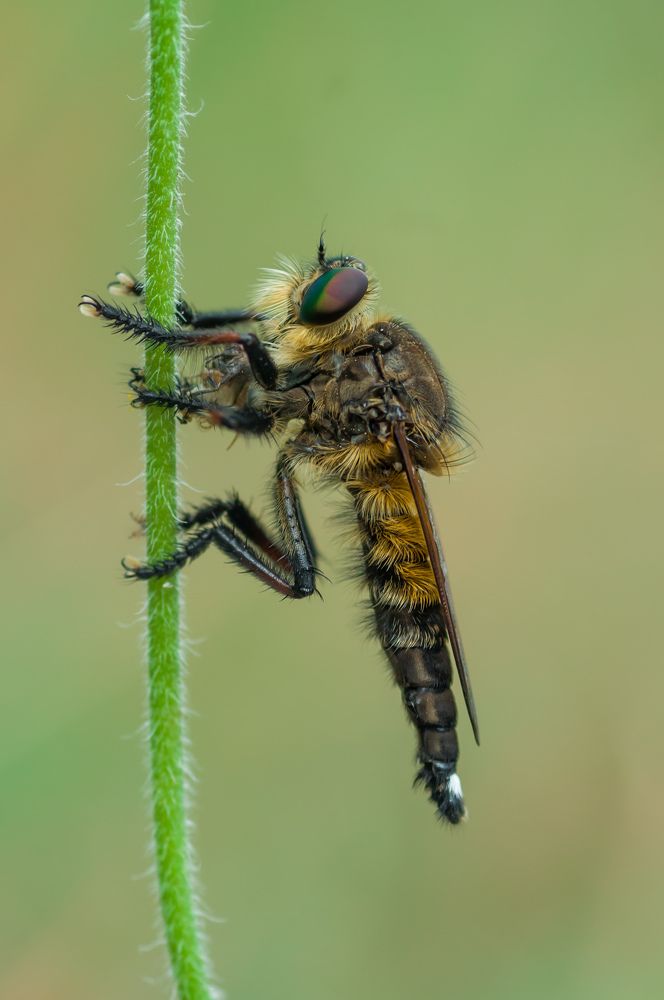 Photograph by Maryanto