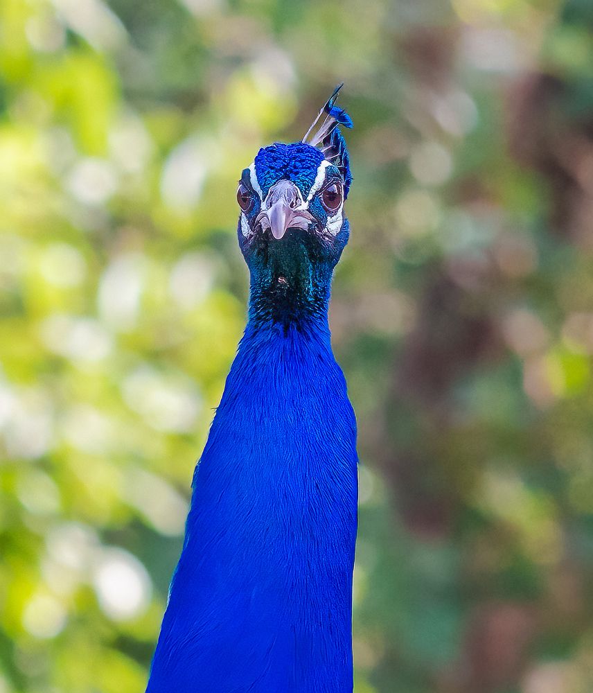 Photograph by Ashit Gandhi