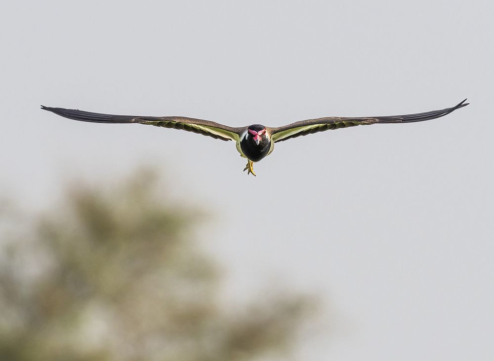 Photograph by Ashit Gandhi