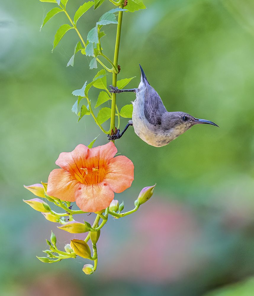 Photograph by Ashit Gandhi