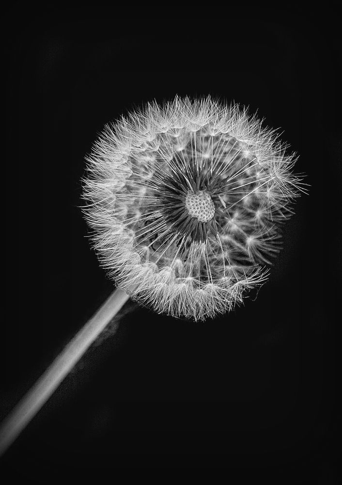 Photograph by Елена Заммоева