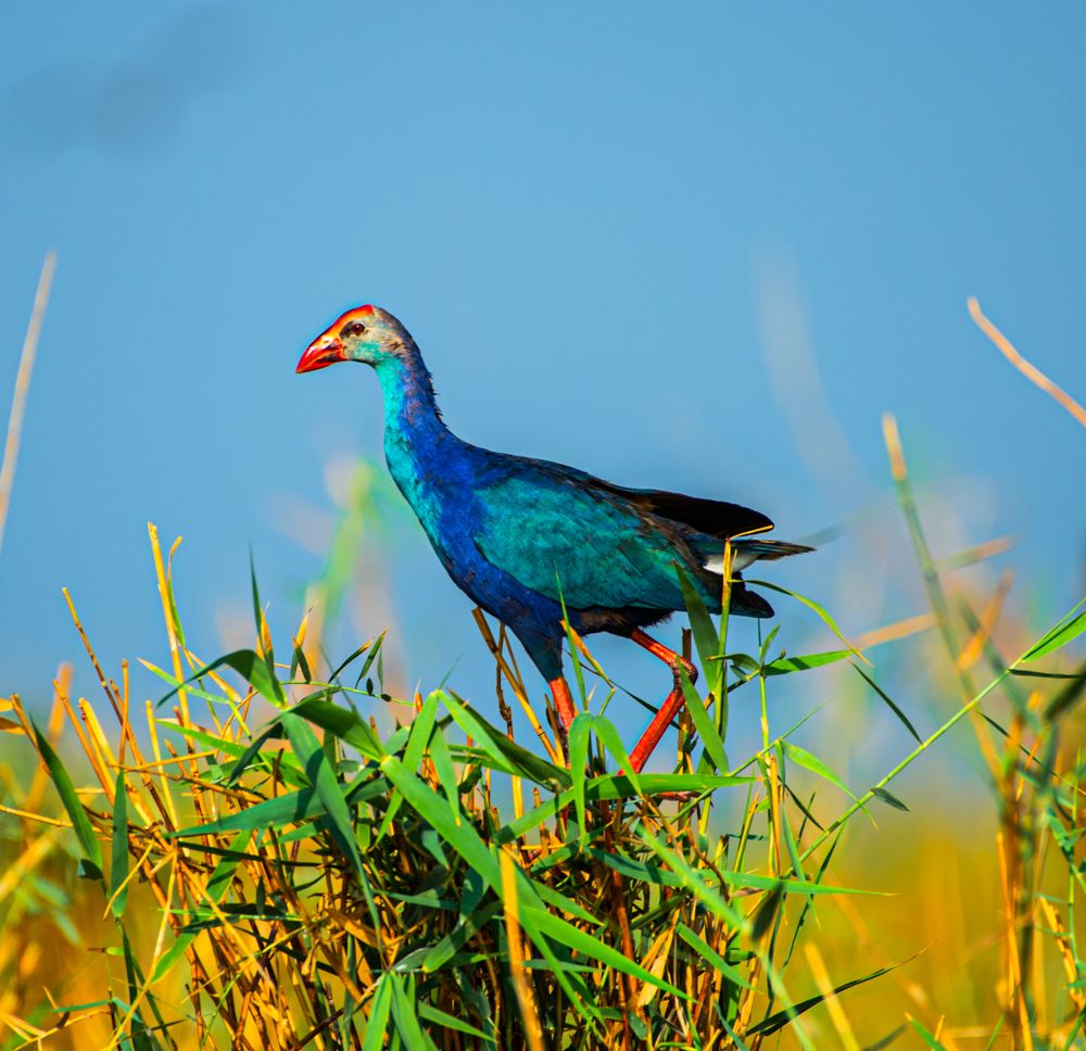 Purple Swamphen standing on grass