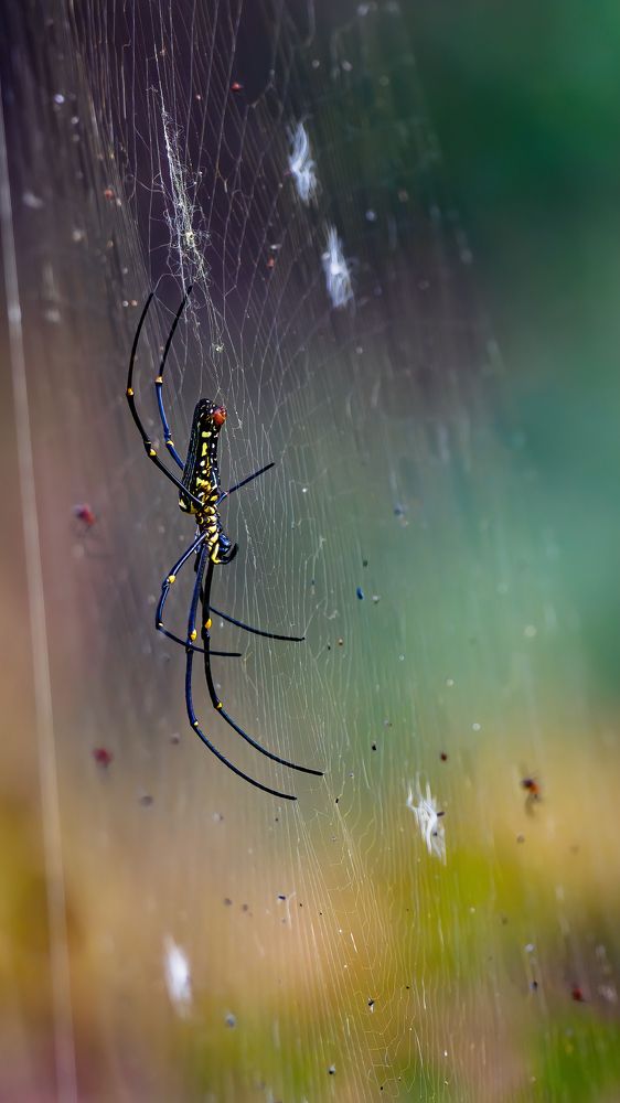 Photograph by Venkat Mangudi