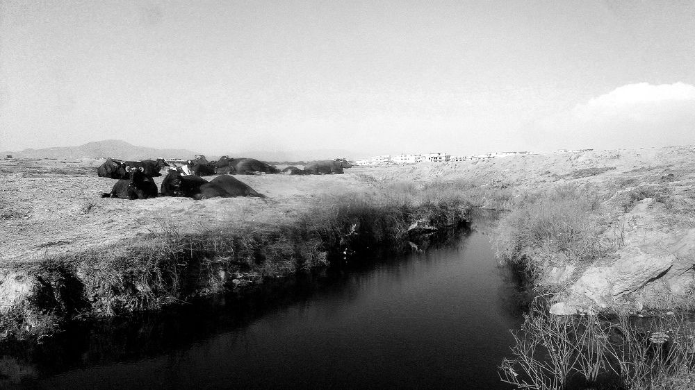 Photograph by MAHMOUD AKBAR