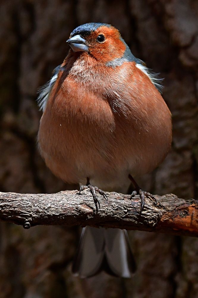 Photograph by Корнейчук Игорь