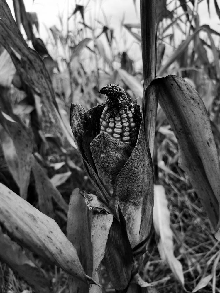 Вороний корм