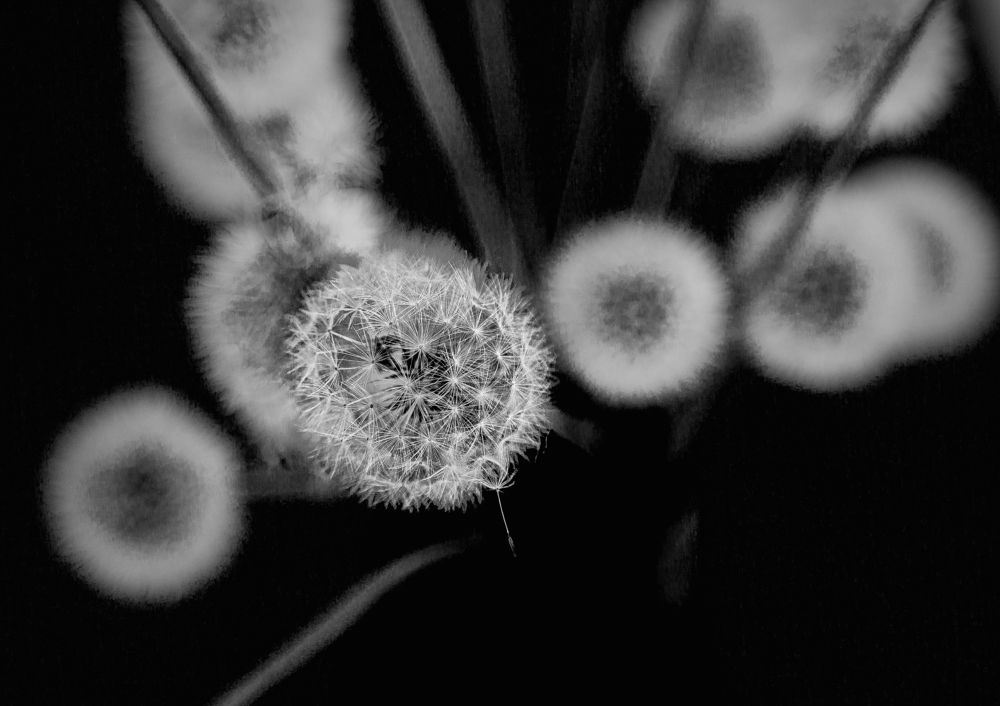 Photograph by Елена Заммоева