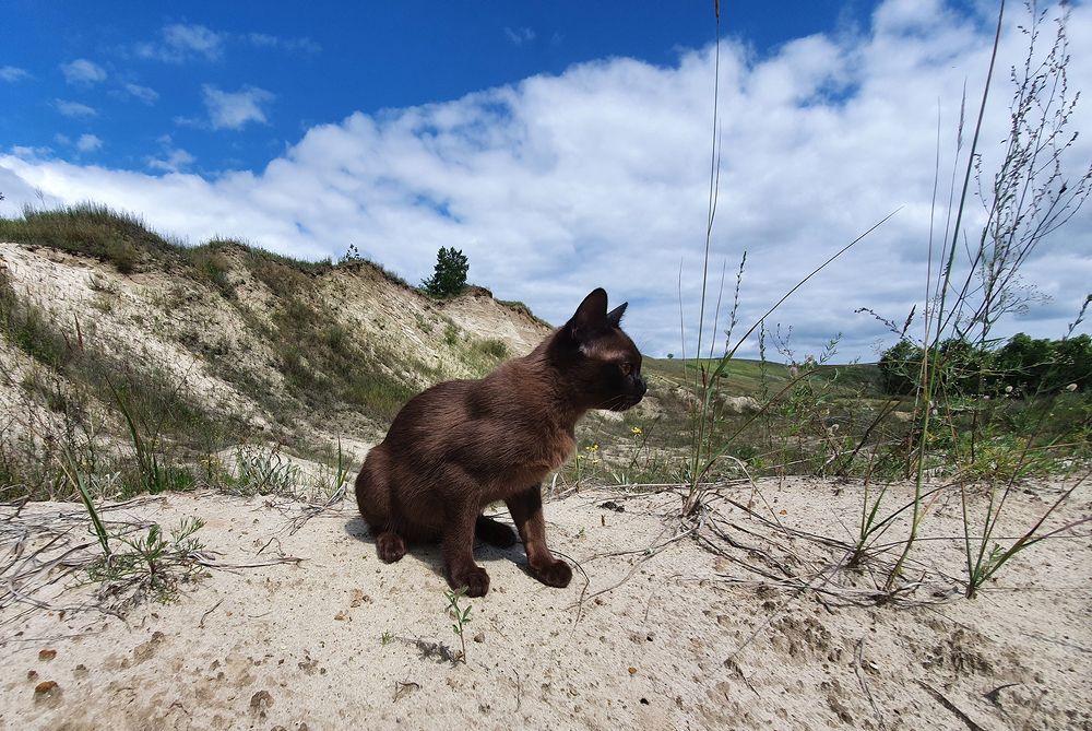 Фотография автора Надежда Лисицына