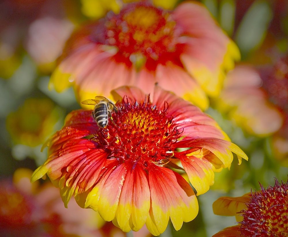 Photograph by Jaroslav Sameš