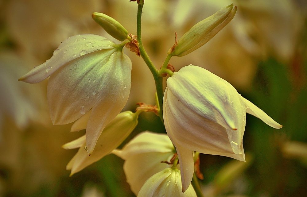 Photograph by Jaroslav Sameš