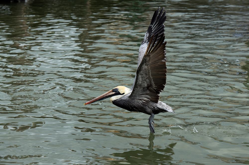 Pelican is taking off from water