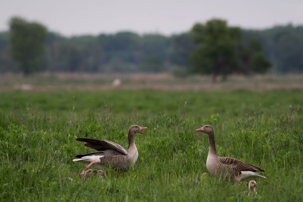 Photograph by Bruno Golemac