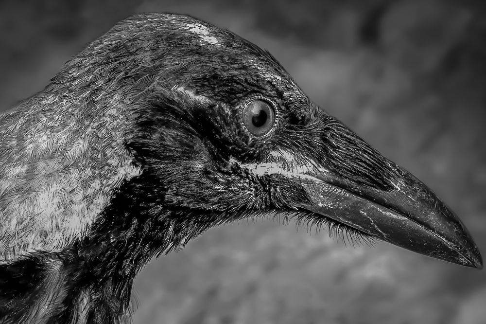 Photograph by fereydoon deliry