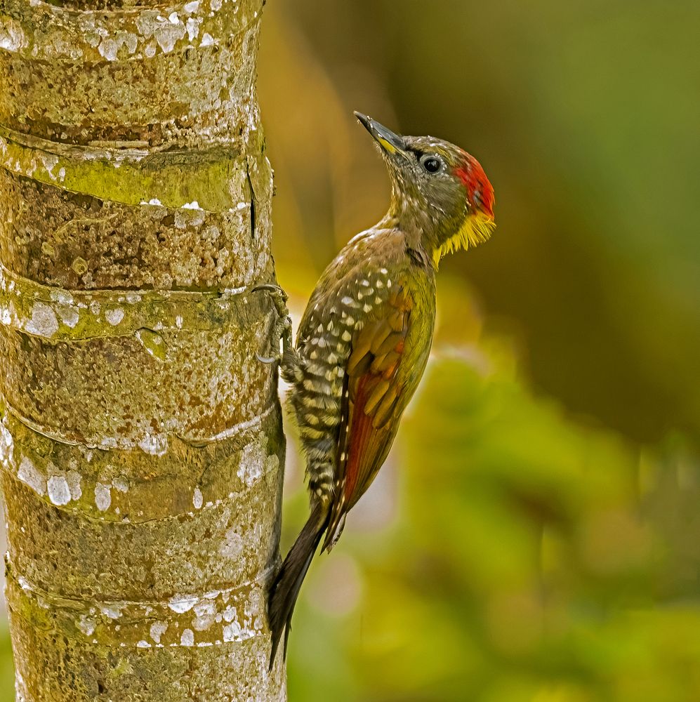 The Lesser Yellownape woodpecker