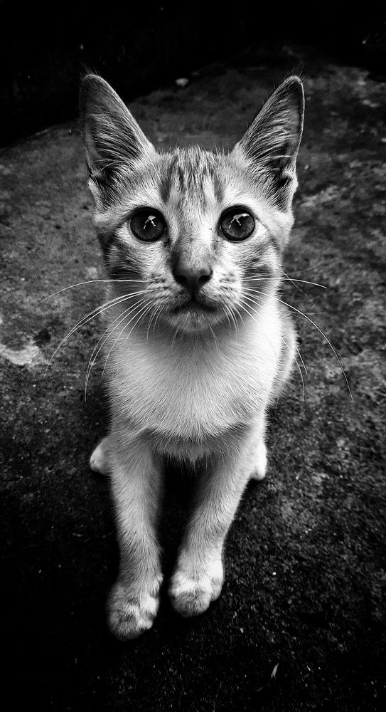Photo #7773674