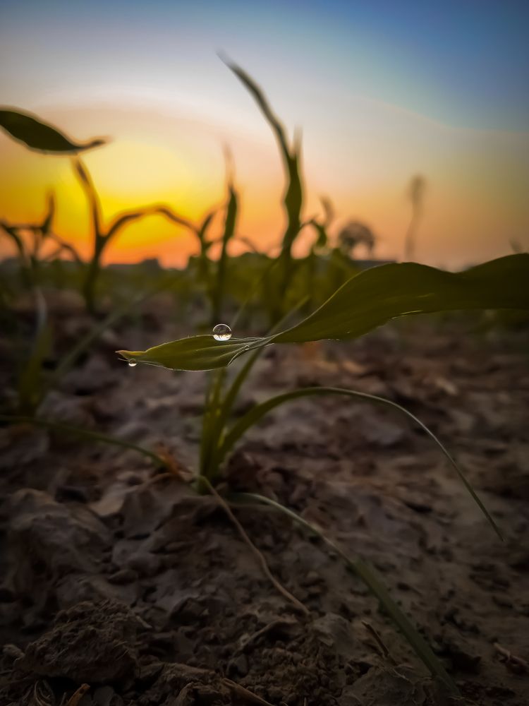 Photograph by Iqbal Tayyab