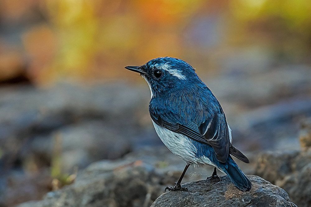 The ultramarine flycatcher